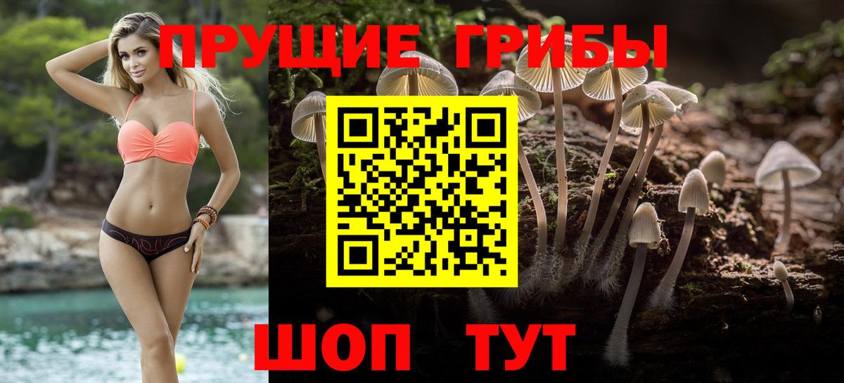 Пушкино  Галлюциногенные грибы GOLDEN TEACHER  купить   Вход с VPN 